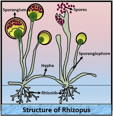 structure of rhizopus