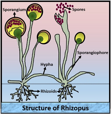 What Is Rhizopus Features Structure And Reproduction Biology Reader What Is Rhizopus Features Structure And Reproduction Biology Reader