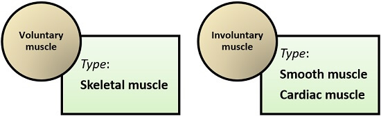 What Is The Definition Of Involuntary Muscle