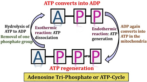 Adenosine triphosphate cycle