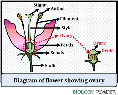 Flower showing ovary