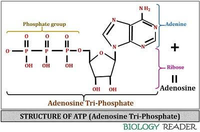 Structure of Adenosine triphosphate