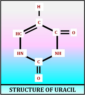 Uracil structure