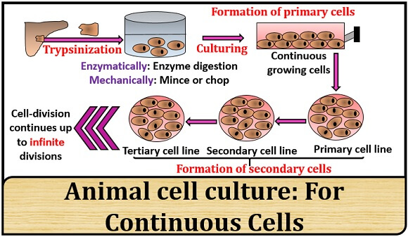 animal cell culture for continuous cell