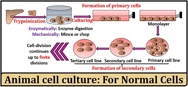 What Is Animal Cell Culture