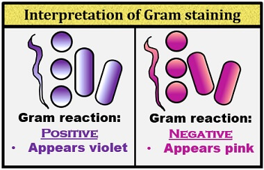 interpretation of gram staining