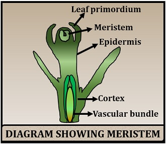 structure of meristem