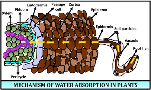 mechanism of water absorption