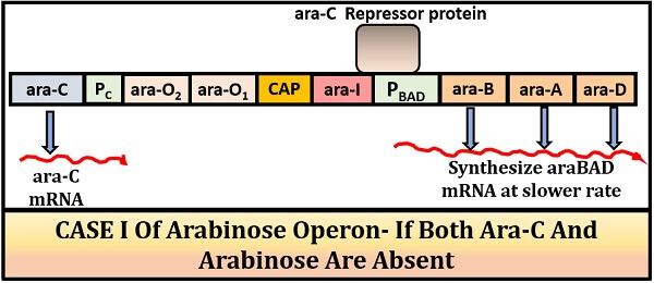 positive regulation of arabinose operon case 1