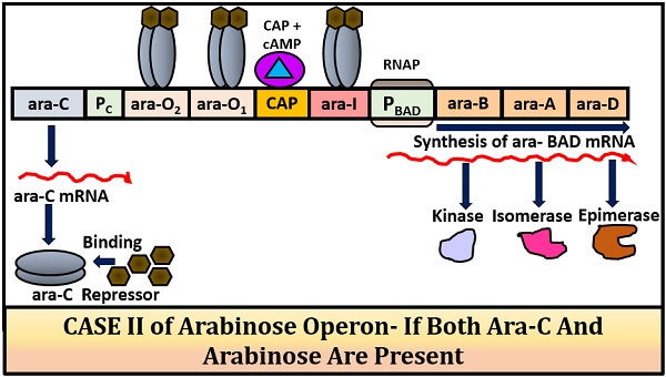 positive regulation of arabinose operon case 2