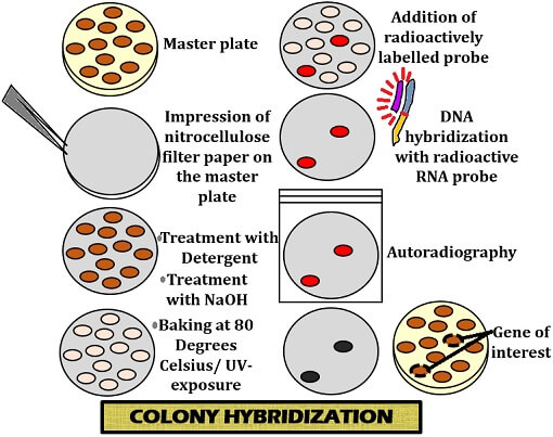 process of colony hybridization