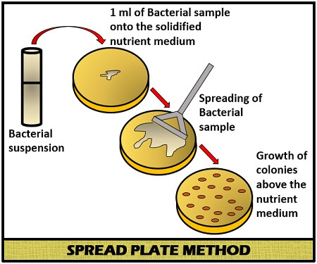 spread plate method