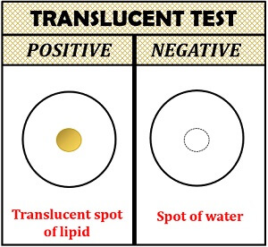 translucent test