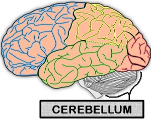 Differences Between Cerebrum and Cerebellum (with ...