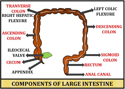 Components of large Intestine