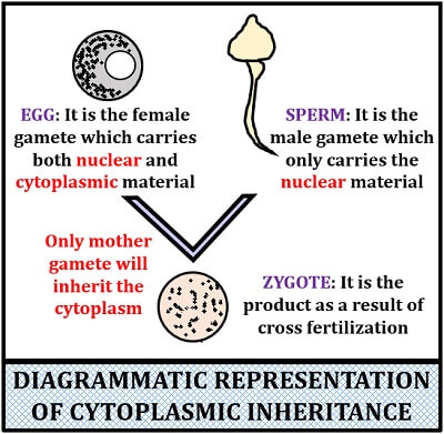 Diagrammatic representation of cytoplasmic inheritance