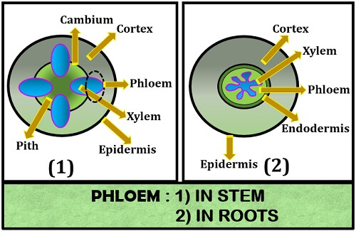 Location of phloem