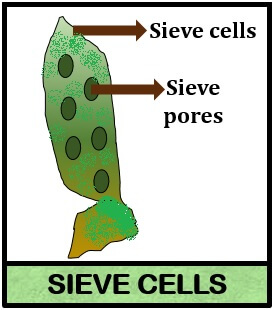 SIEVE CELL