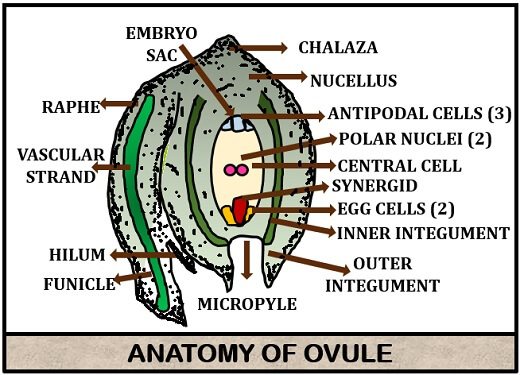 anatomy of ovule