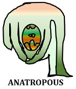 anatropous