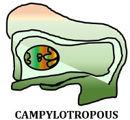 campylotropous ovule