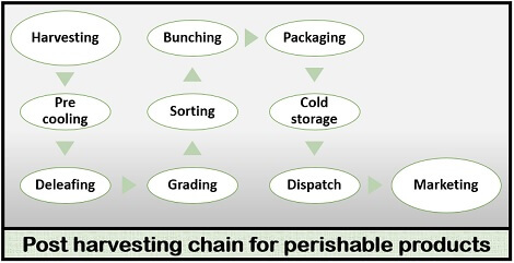 harvesting process for perishable product