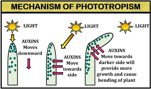 mechanism of phototropism