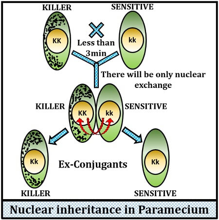 nuclear inheritance in paramecium