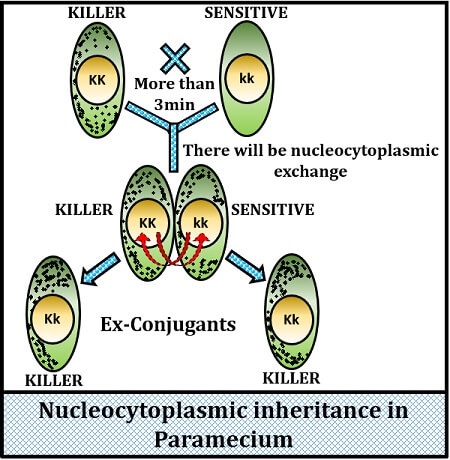 nucleocytoplasmic inheritance in paramecium