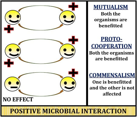 What is Microbial Interaction? Definition and Types - Biology Reader