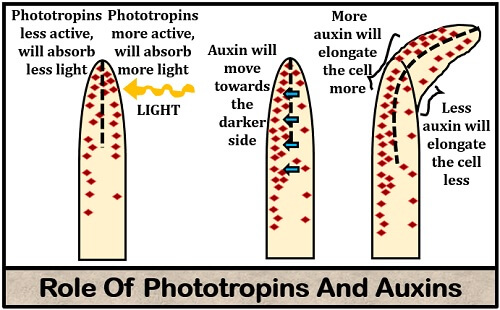role of phototropins and auxins