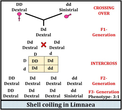 shell coiling in Limnaea