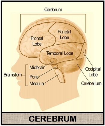 structure of cerebrum