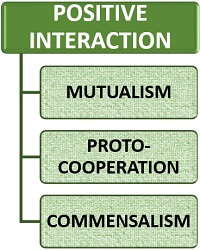 types of positive microbial interaction