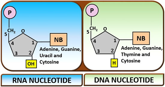 DNA and RNA nucleotides