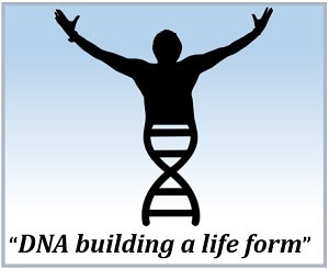 DNA building a life form