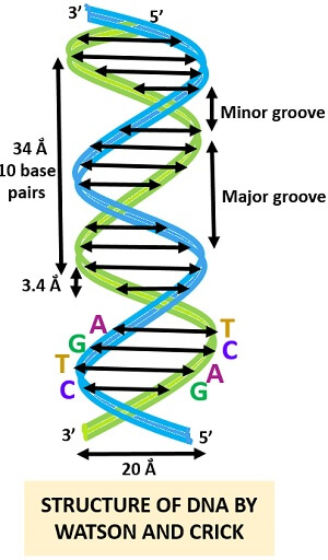 Watson and Crick Model of DNA - History & Model - Biology Reader