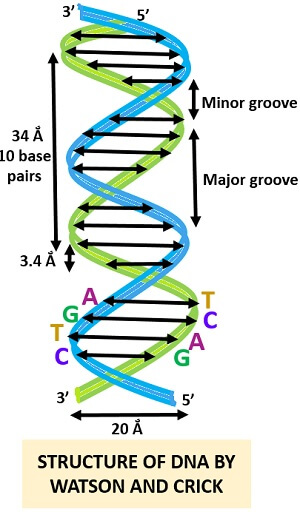 Watson And Crick Model Of Dna History Model Biology Reader