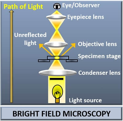 bright field microscope