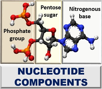 components of nucleotides