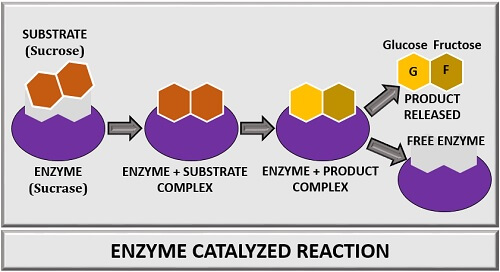 Enzyme Catalysed Reaction Graph