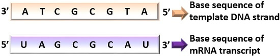 example of coding in template and rna strand