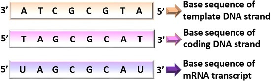 Coding Template And Rna Strand