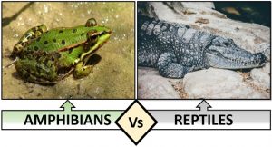 Difference Between Amphibians and Reptiles (with Comparison Chart