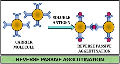 reverse passive agglutination