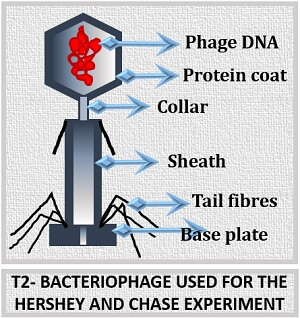 t2 bacteriophage used in hershey and chase experiment