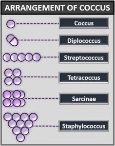 cocci vs crypto size