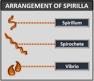 arrangement of spirilla