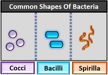 common shapes of bacteria