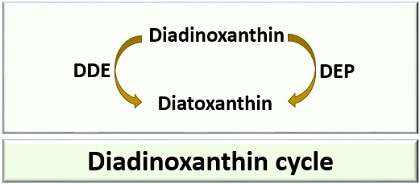 diadinoxanthin cycle